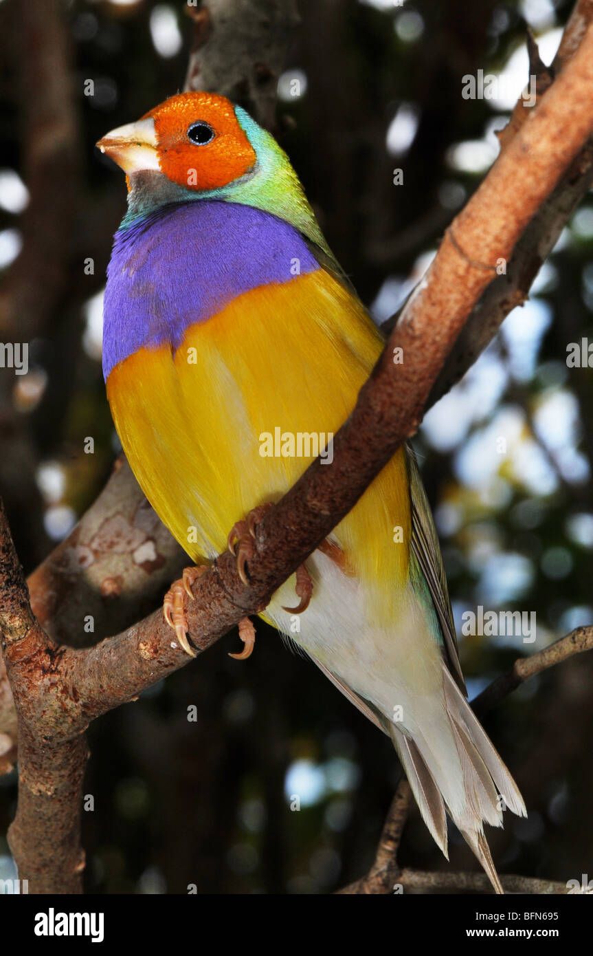 Gouldian Finch, Erythrura gouldiae Chloebia gouldiae (ou), également connu sous le nom de Lady Gouldian Finch Roselin de Gould, ou arc-en-ciel Finch Banque D'Images