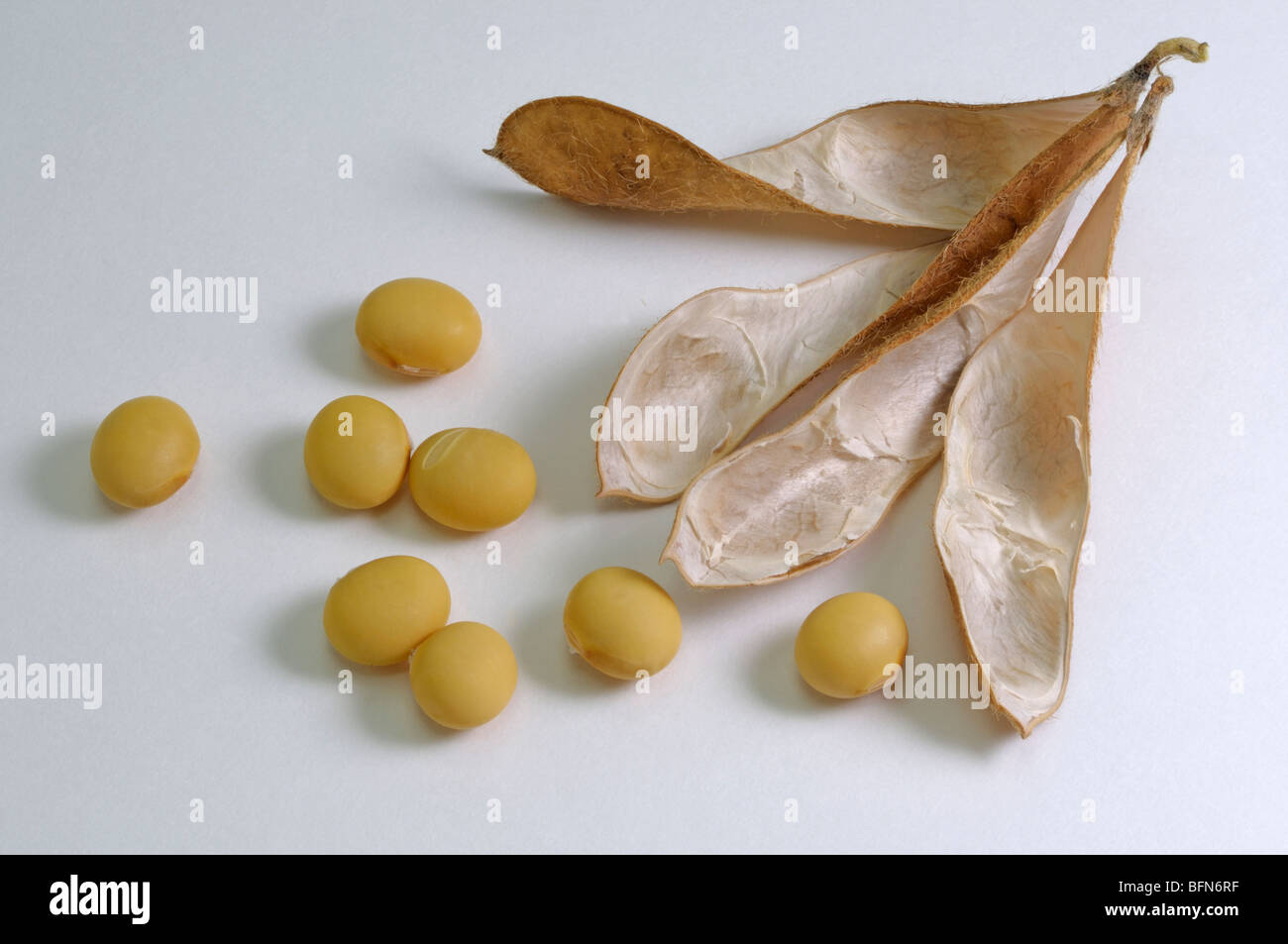 La fève de soja, le soja (Glycine max). Les gousses mûres et les haricots, studio photo. Banque D'Images