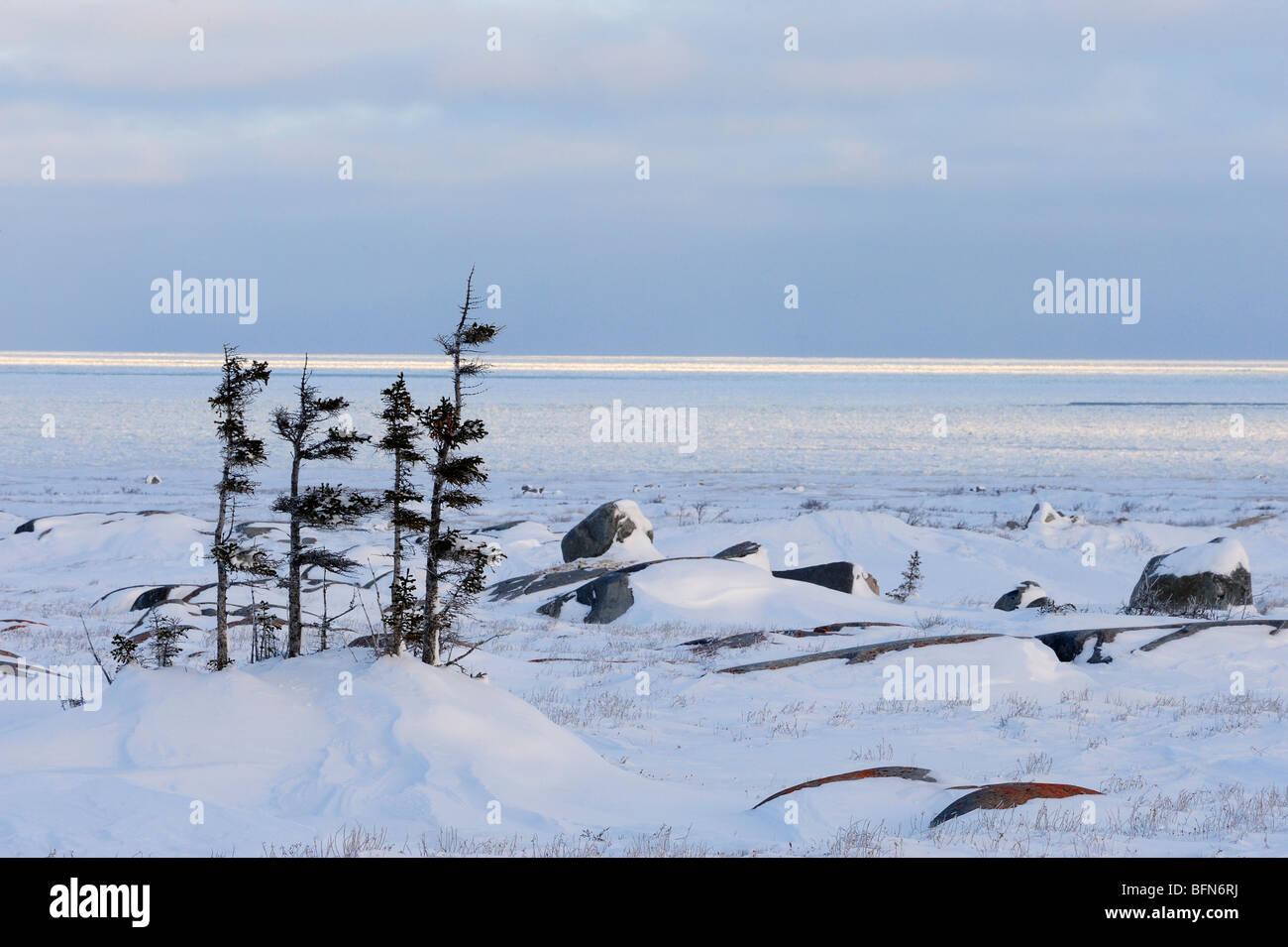 Affleurements côtiers et d'arbres rabougris le long de la Baie d'Hudson, à Churchill, Manitoba, Canada Banque D'Images