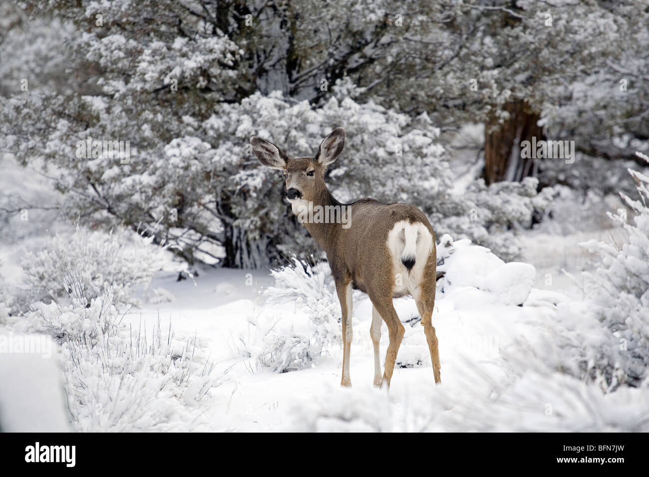 Le cerf mulet parcourir dans les Badlands désert lors d'une tempête d'hiver. Banque D'Images