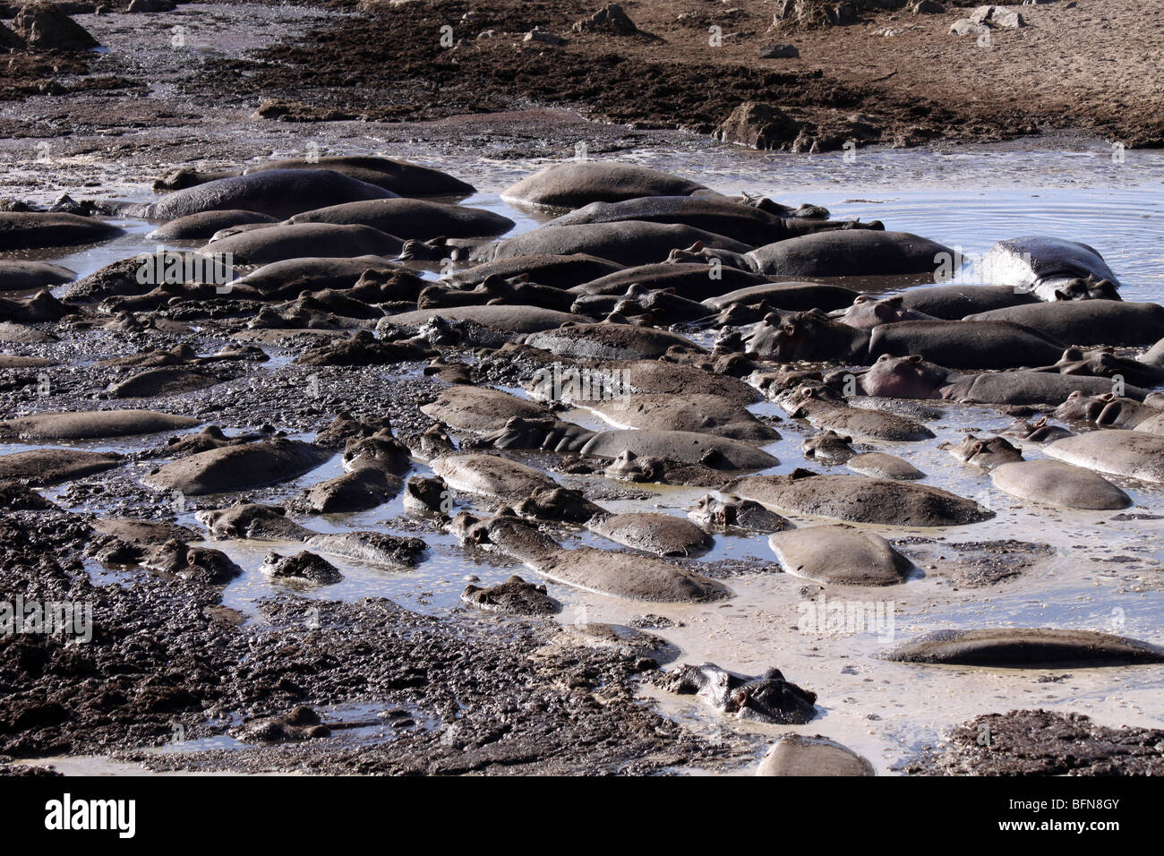 Groupe d'Hippopotamus Hippopotamus amphibius se vautrer dans la boue prises dans le Serengeti NP, Tanzanie Banque D'Images