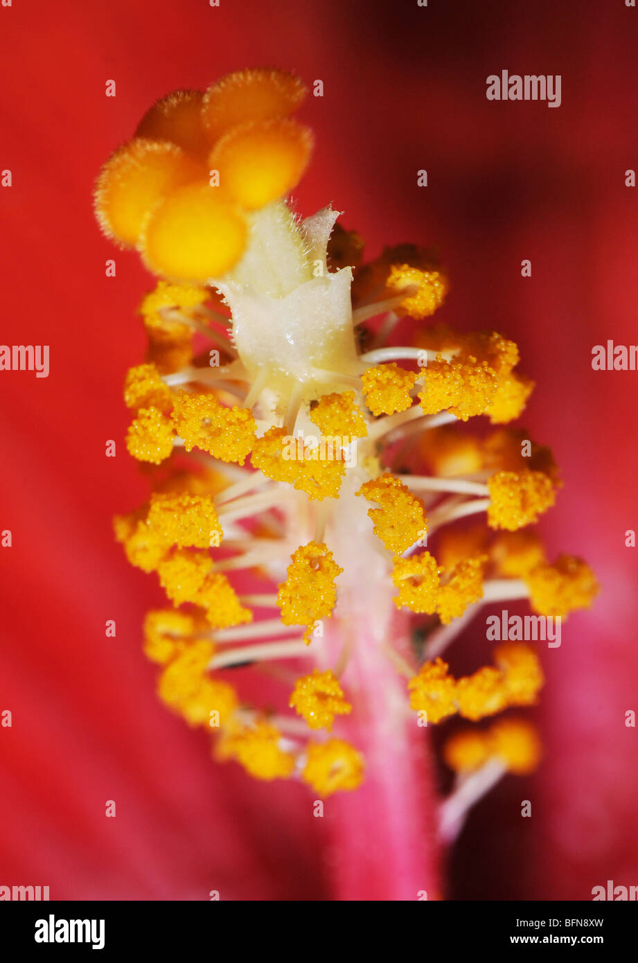 Fleur d'hibiscus, Close up montrant le pistil et les étamines Banque D'Images