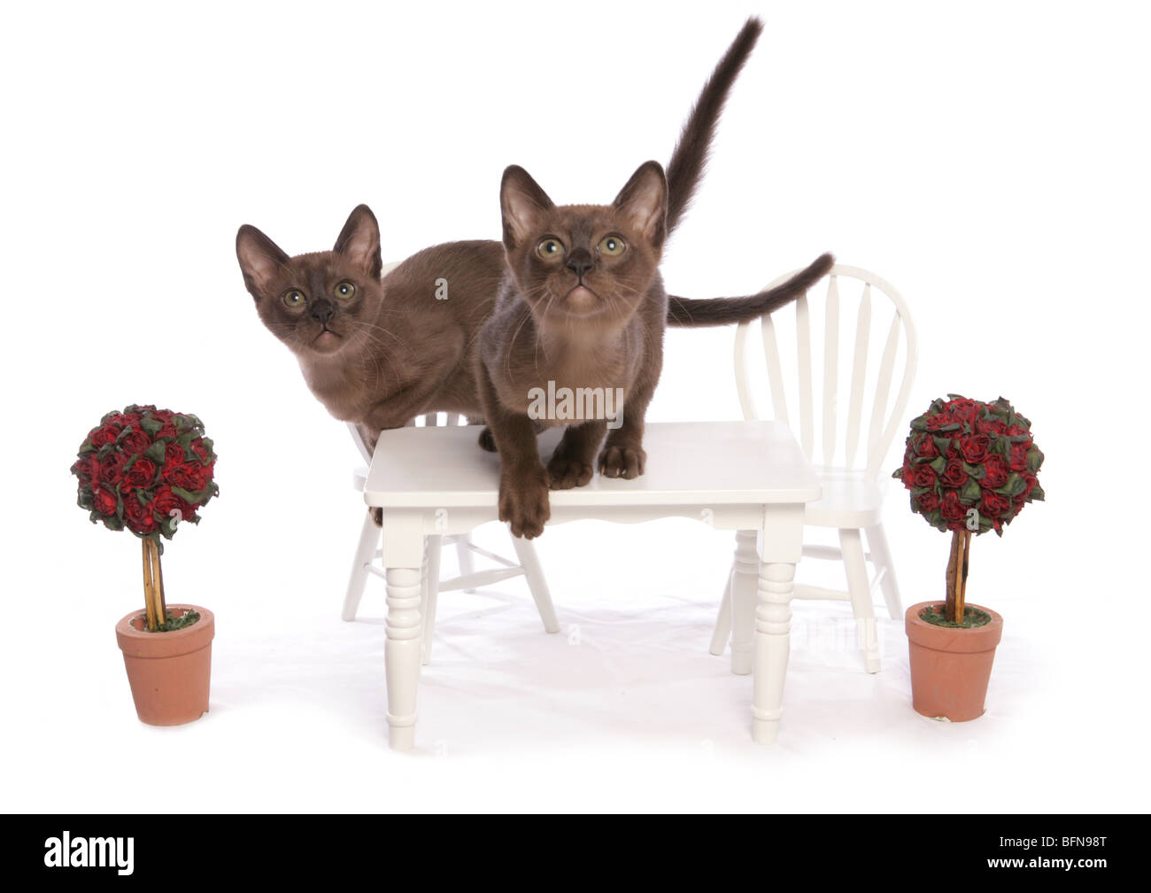 Chatons birman Dîner romantique Deux jeunes chats mâle Studio Banque D'Images