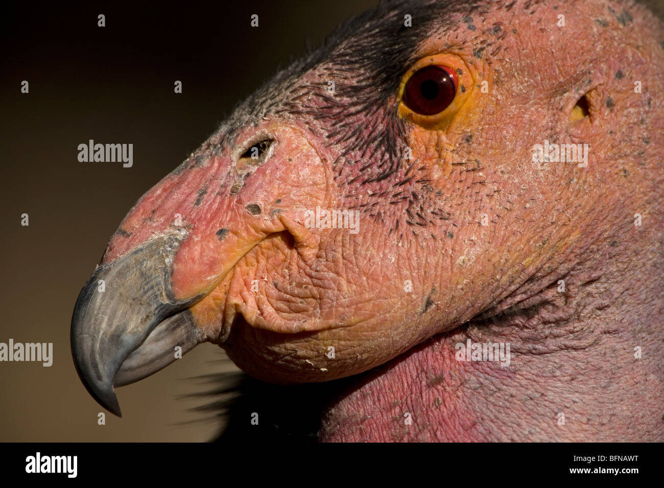 Condor de Californie (Gymnogyps californianus) - Californie - USA - captifs - UICN Espèces en péril désignées Banque D'Images