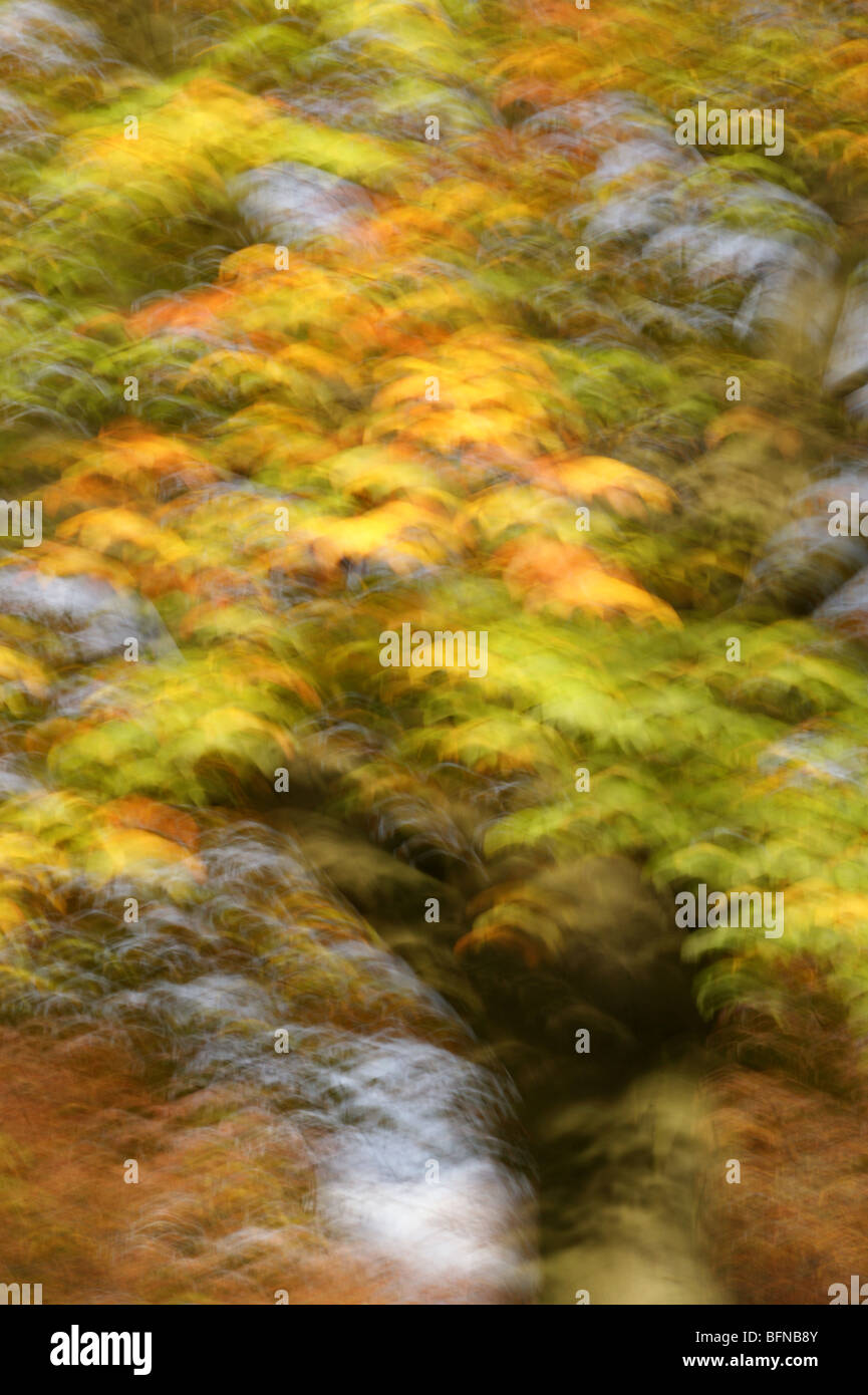 Vue impressionniste de feuilles d'automne sur la tour Banque D'Images