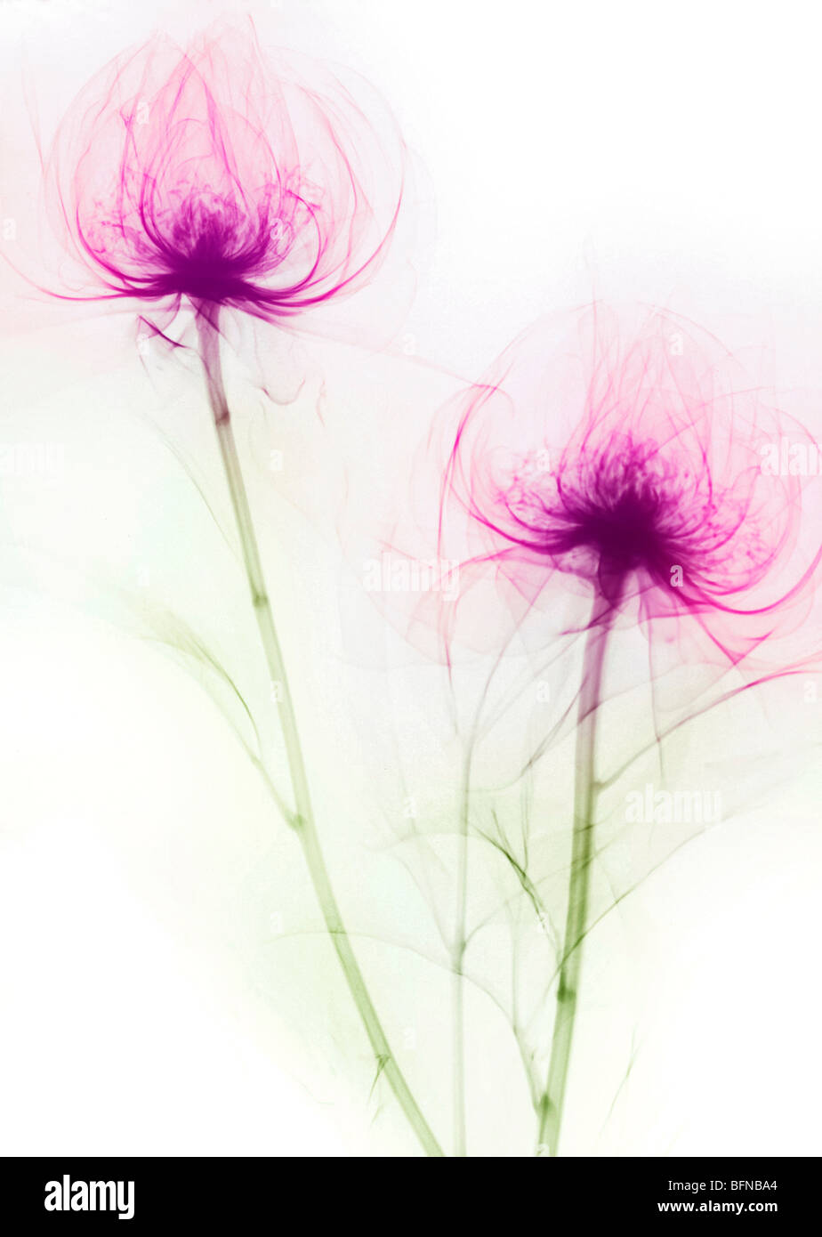 X-ray colorisée d'une fleur de pivoine Banque D'Images