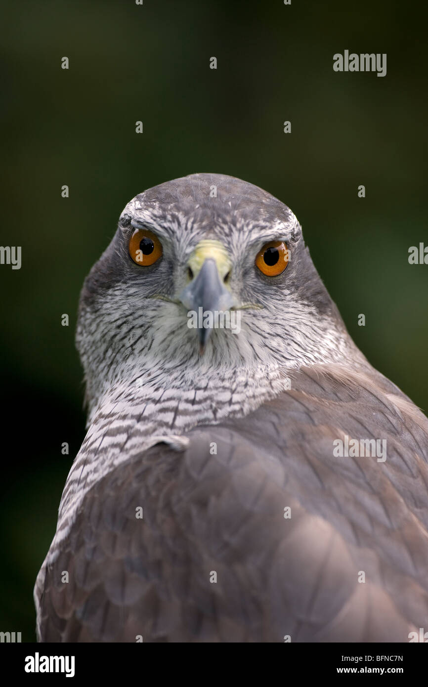 L'Autour des palombes (Accipiter gentilis) - Portrait - prisonnier - Oregon - USA Banque D'Images