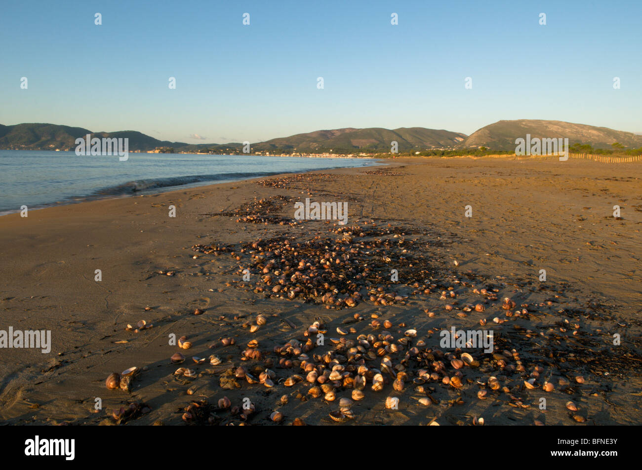 La Grèce. Zakynthos. Zante. Île grecque. Octobre. Voir l'ouest le long de la plage de Zante. Zante. Cockle shells échoués. Banque D'Images