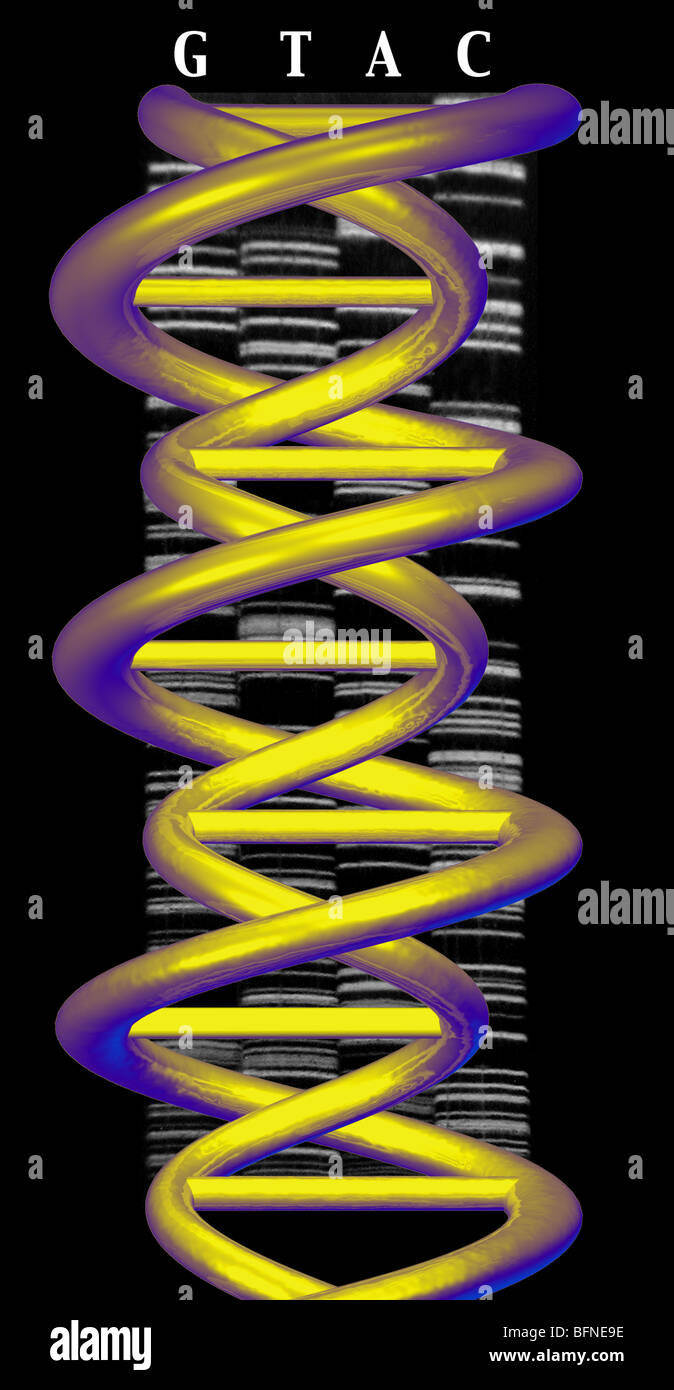 Modèle en trois dimensions par ordinateur de la double hélice d'ADN en surimpression sur un gel de polyacrylamide Banque D'Images