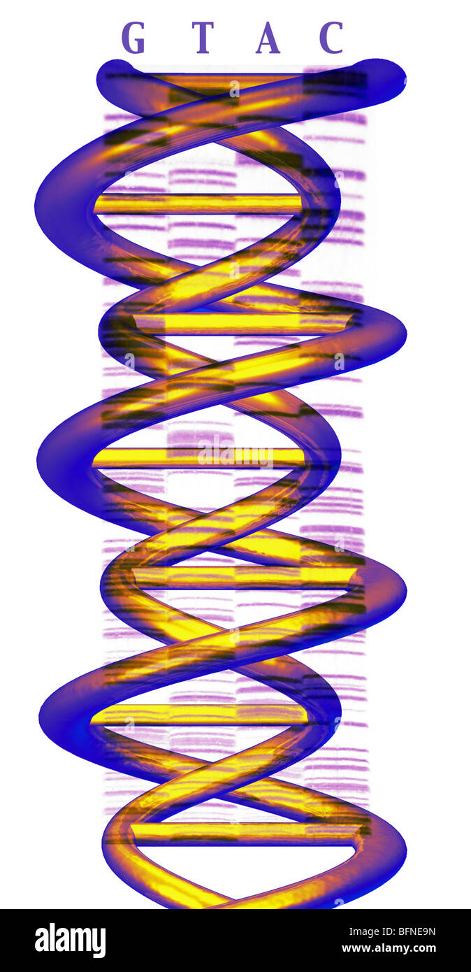 Modèle en trois dimensions par ordinateur de la double hélice d'ADN en surimpression sur un gel de polyacrylamide Banque D'Images