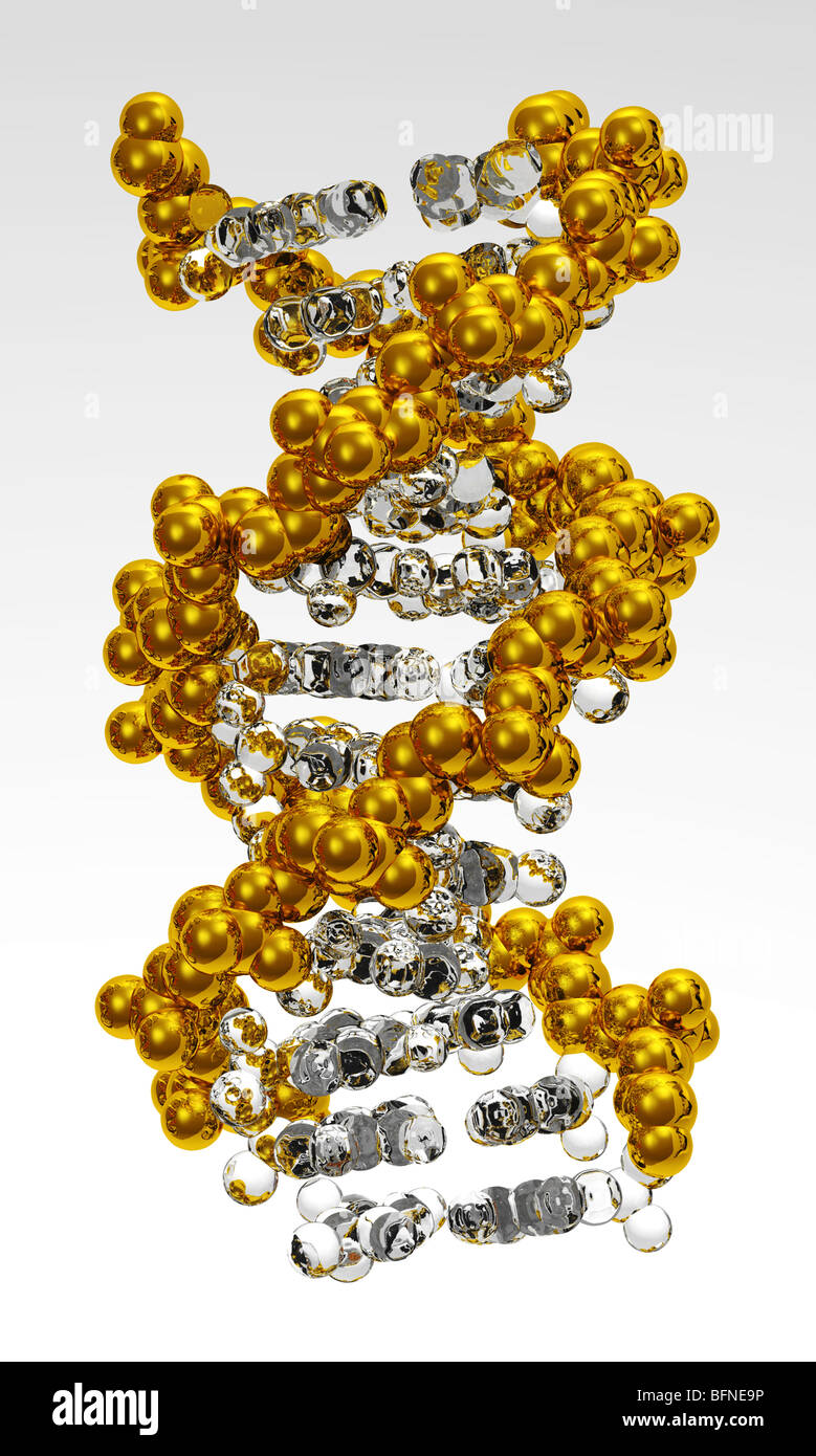 Modèle en trois dimensions par ordinateur de la double hélice d'ADN Banque D'Images