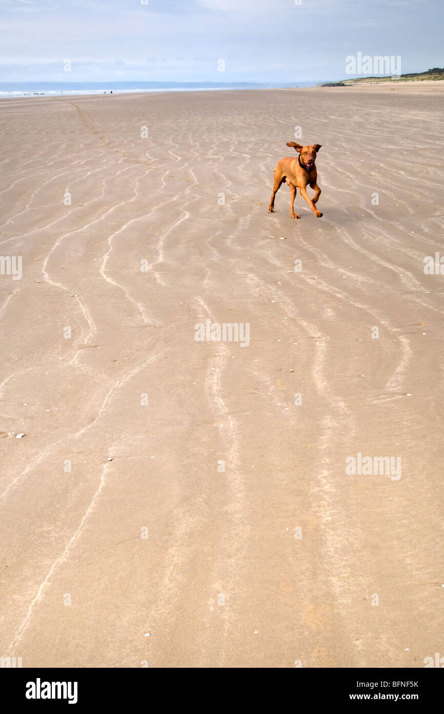 Hungarian Vizsla devint chien qui court sur la plage de sable à Pembrey sands Mid Wales Banque D'Images
