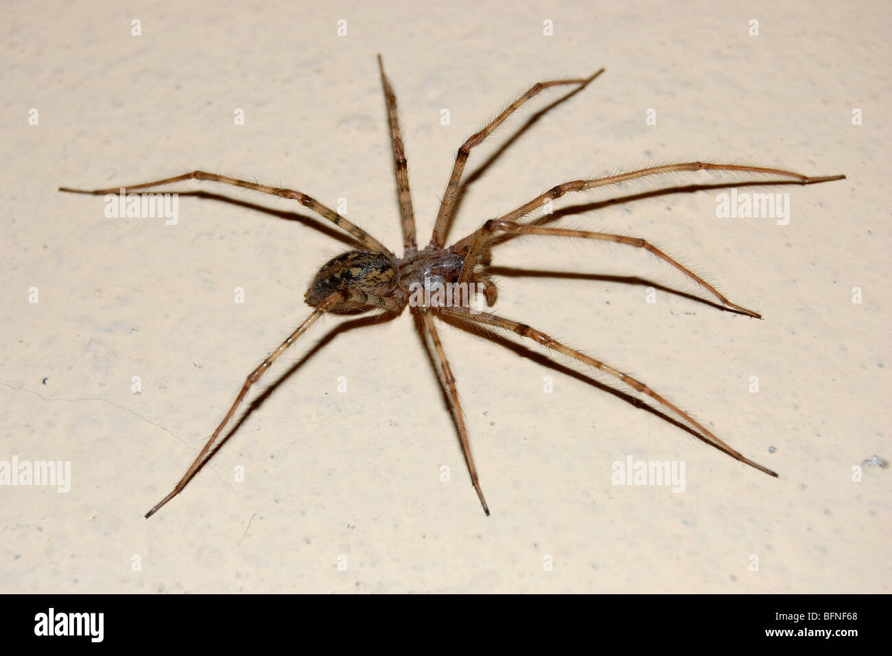 Araignée De Maison Banque d'image et photos Alamy — free download
