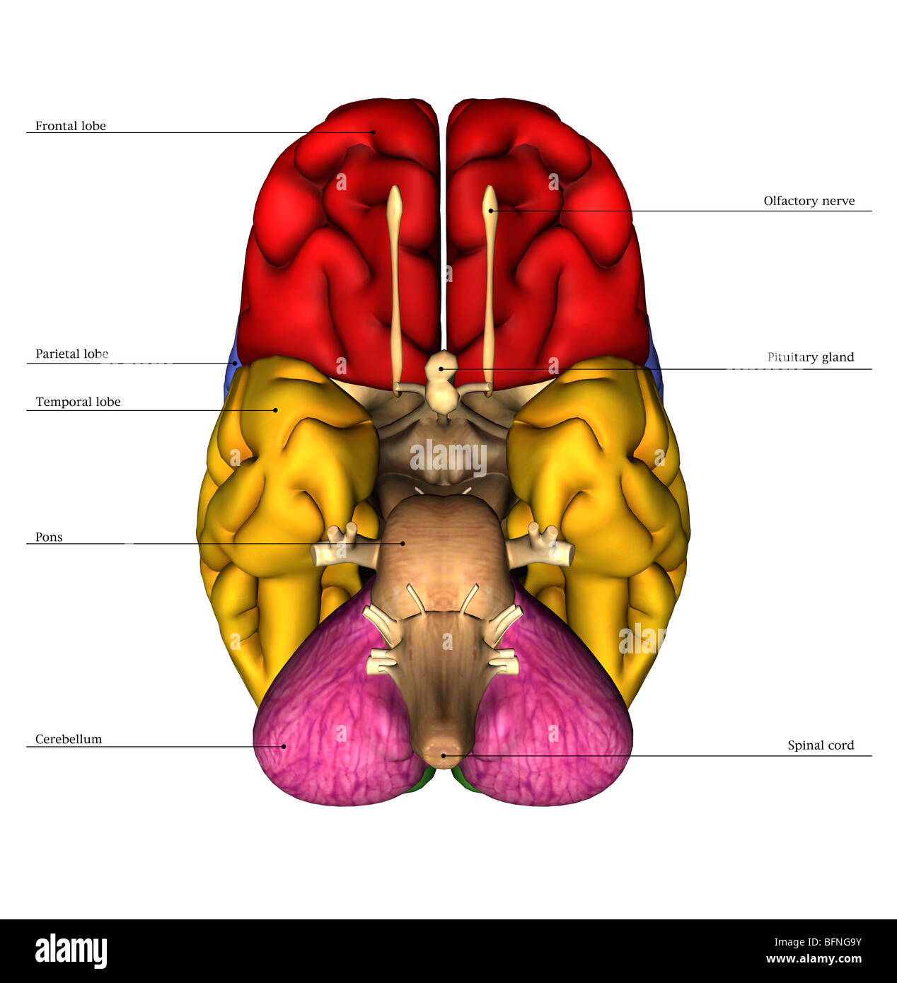 Illustration de la face inférieure du cerveau humain Banque D'Images