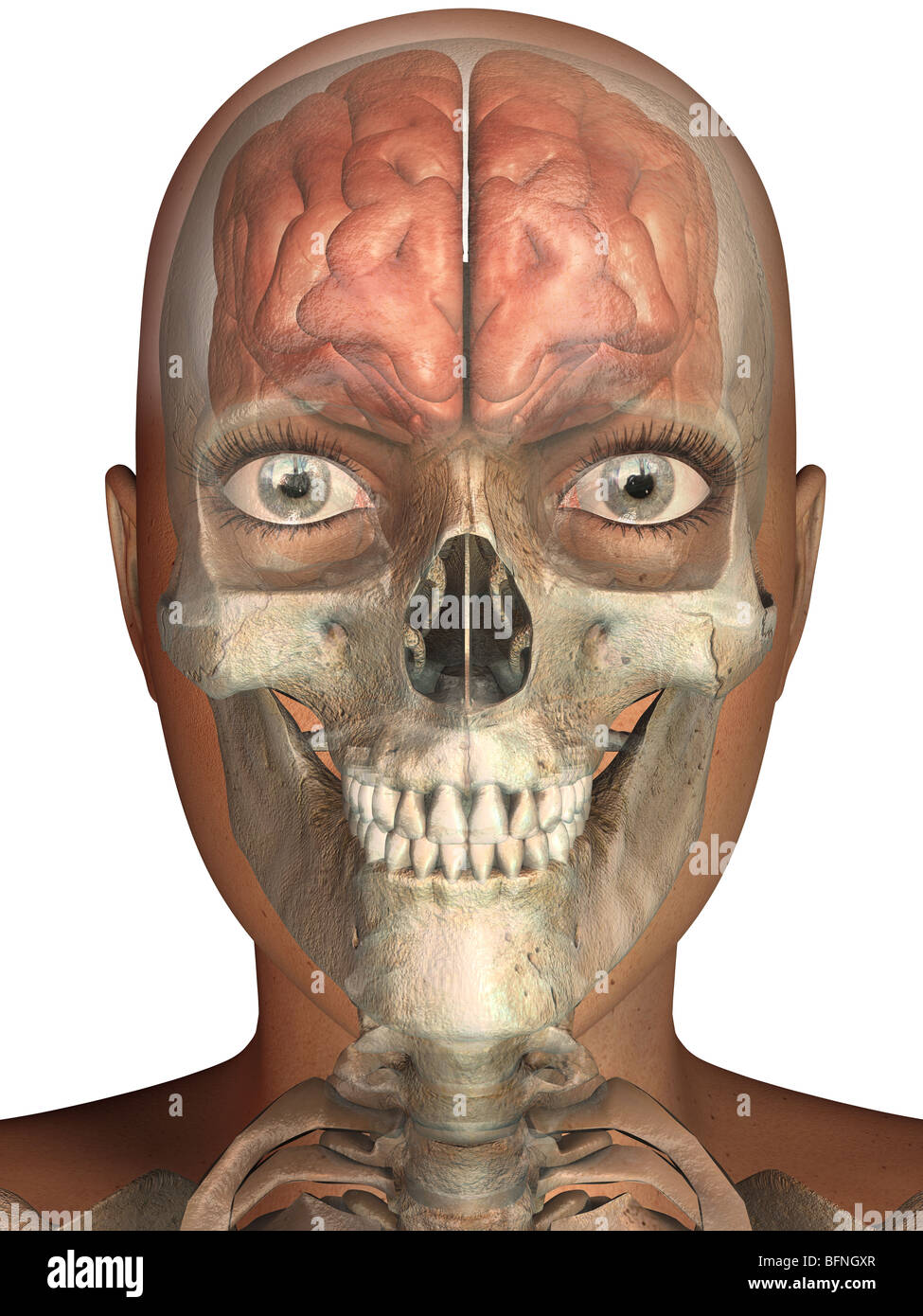 Illustration du cerveau humain et du crâne vu l'intérieur d'une tête transparente Banque D'Images Illustration du cerveau humain et du crâne vu l'intérieur d'une tête transparente Banque D'Images