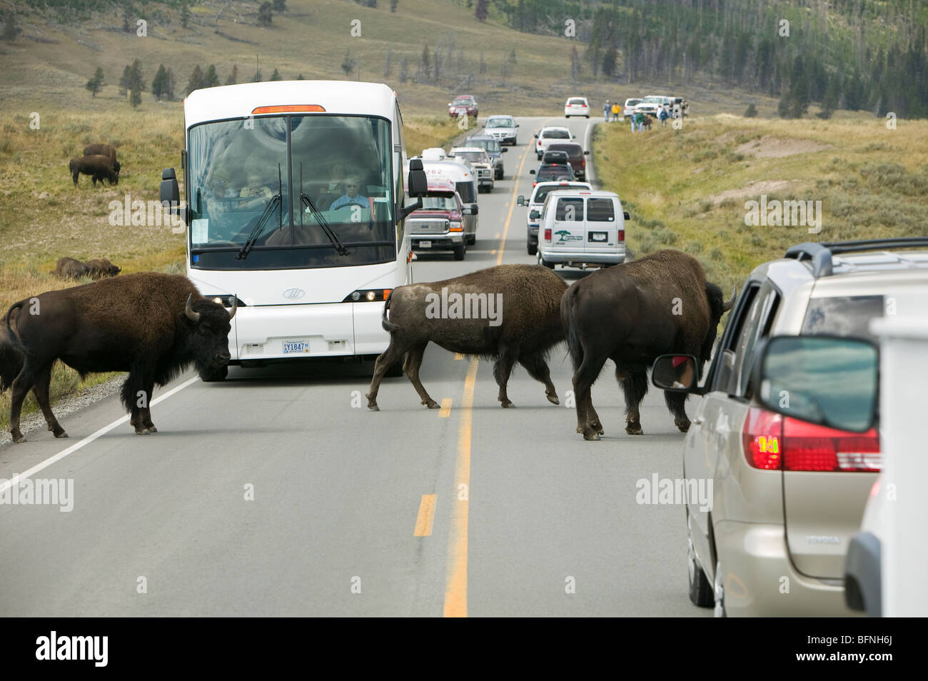 Bison transport Banque de photographies et d’images à haute résolution ...