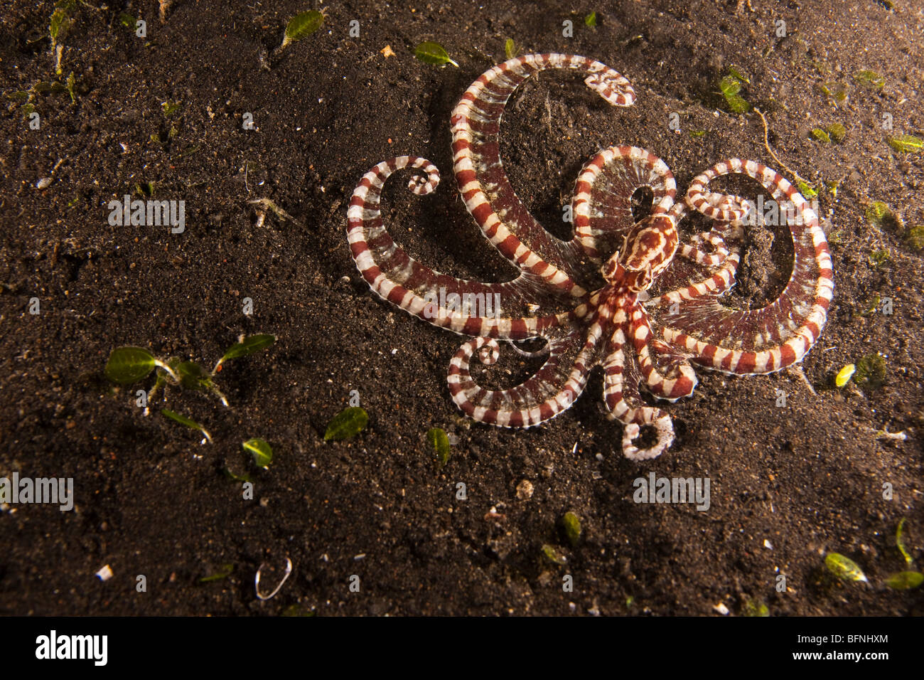 Mimic octopus (Thaumoctopus mimicus) sur terre noire le fond de sable dans le Détroit de Lembeh. Banque D'Images