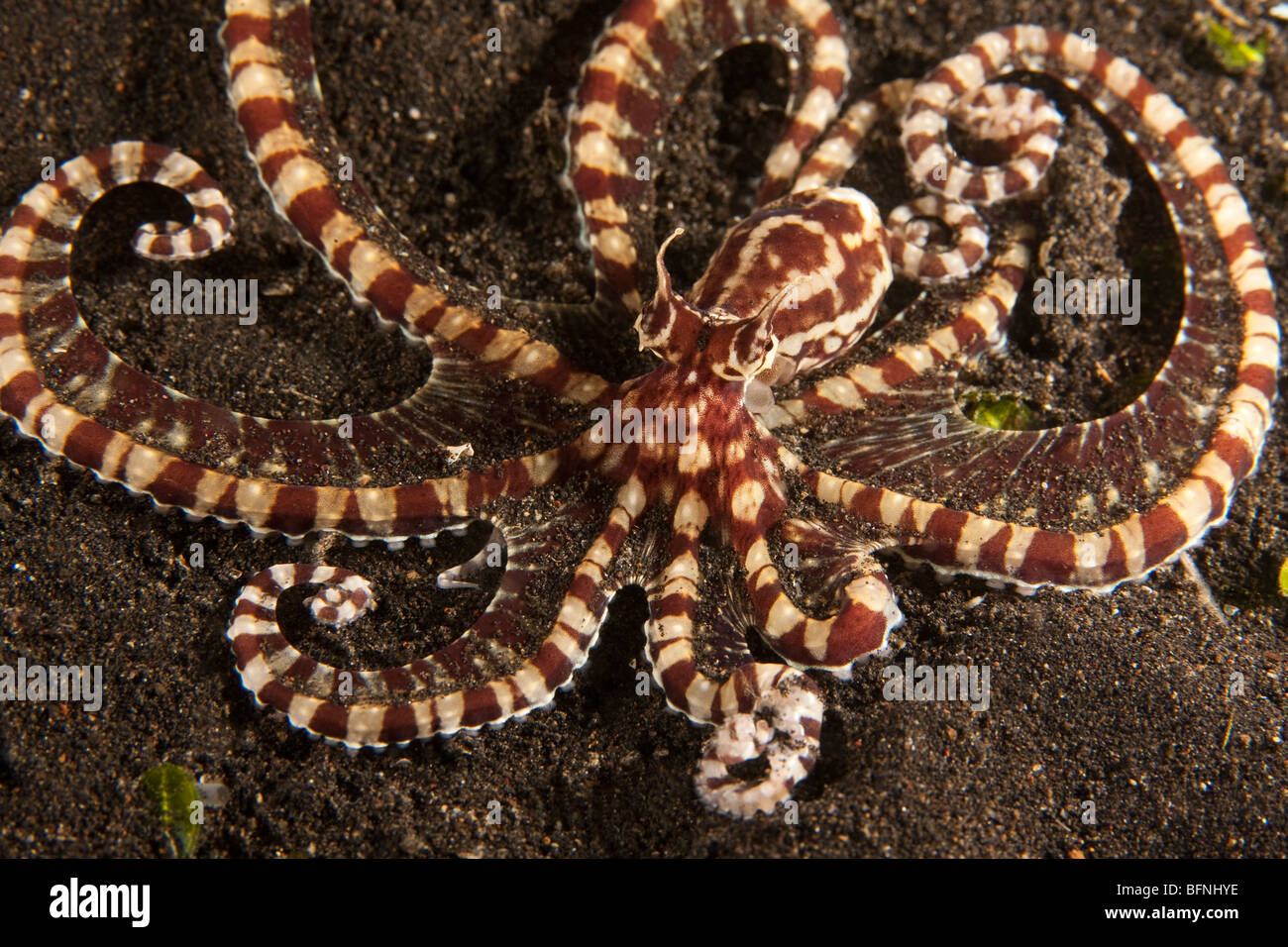 Mimic octopus (Thaumoctopus mimicus) sur terre noire le fond de sable dans le Détroit de Lembeh. Banque D'Images