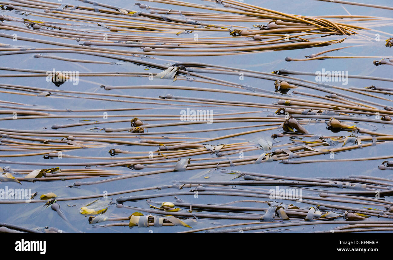 Une forêt d'algues de la rive de l'île Lopez à Shark Reef. Washington, USA. Banque D'Images