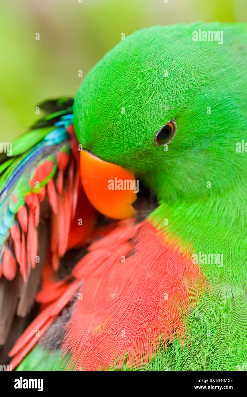 Perroquet Eclectus roratus Eclectus (), Papouasie, Indonésie Banque D'Images