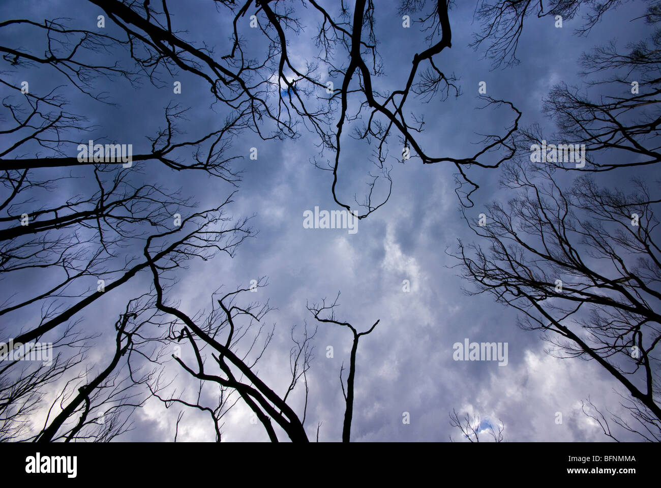 Branches squelettiques des branches d'eucalyptus brûlées contre un ciel d'orage. Banque D'Images