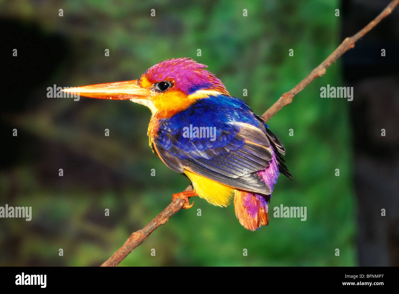 kingfisher à trois enfants ; ceyx erithacus ; assis sur la branche ; inde ; asie ; kingfisher nain oriental ; kingfisher à dos noir ; Banque D'Images