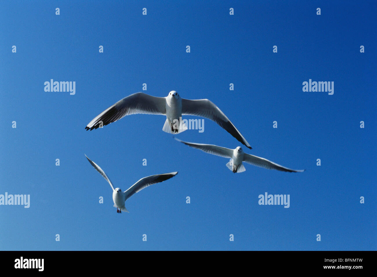 Les mouettes en vol ; Bombay ; Mumbai ; Maharashtra ; Inde ; asie Banque D'Images