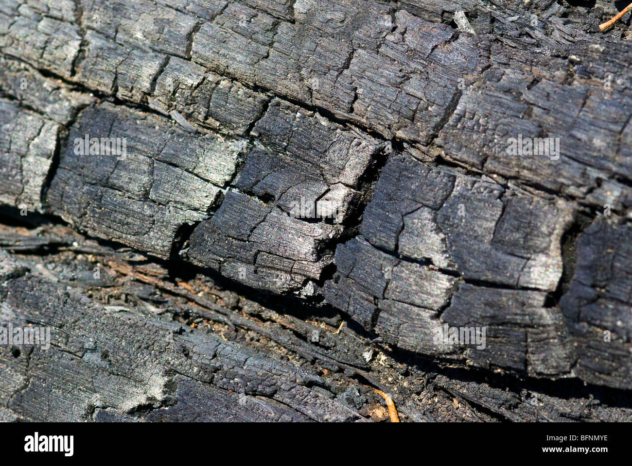 Les restes carbonisés et noirci d'une souche d'arbre après un feu de forêt. Banque D'Images
