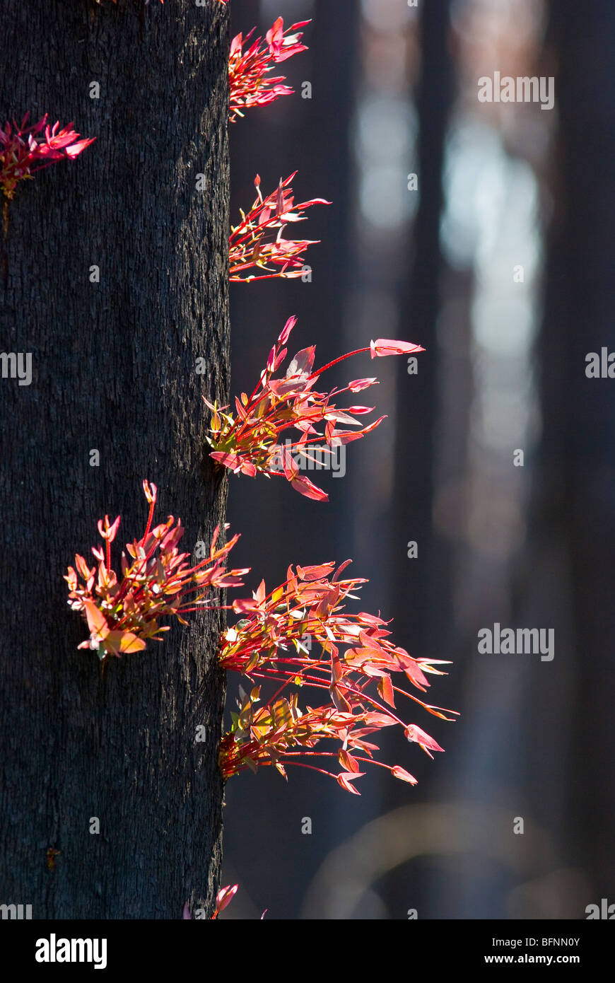 Feuilles rouges poussent sur eucalyptus lignotubers sur un tronc d'arbre brûlé. Banque D'Images