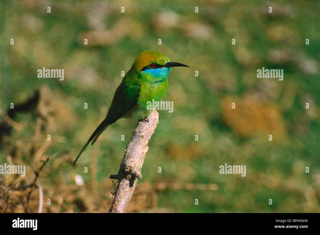 60139 SNA : Oiseaux ; petit mangeur d'abeilles ou vert Merops orientalis Banque D'Images