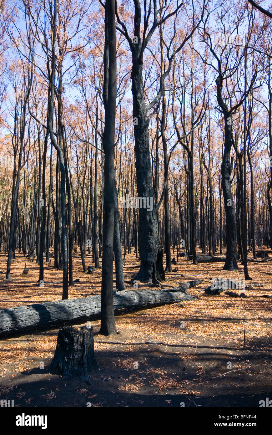 Une forêt dépourvue de sous-bois et couvert couvrir après un violent incendie. Banque D'Images