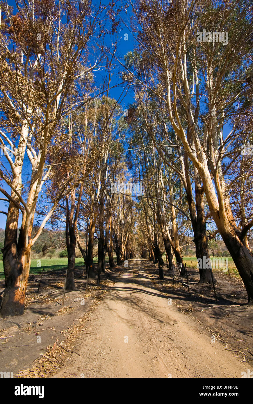 Une avenue des eucalyptus le long d'une voie agricole détruit par un incendie. Banque D'Images