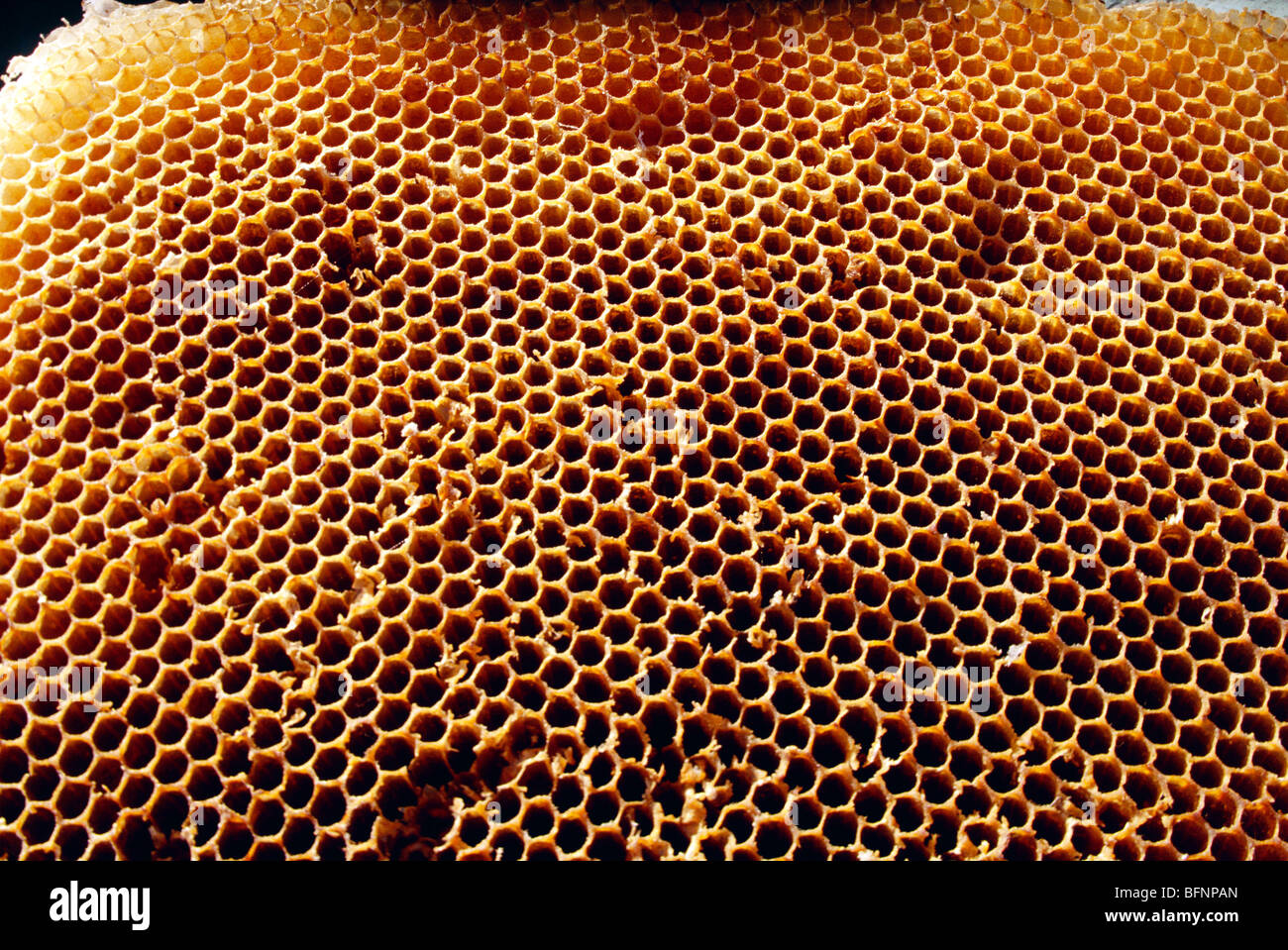 ruche d'abeilles ; ruche ; cellules de cire prismatique hexagonale en nid d'abeilles Banque D'Images