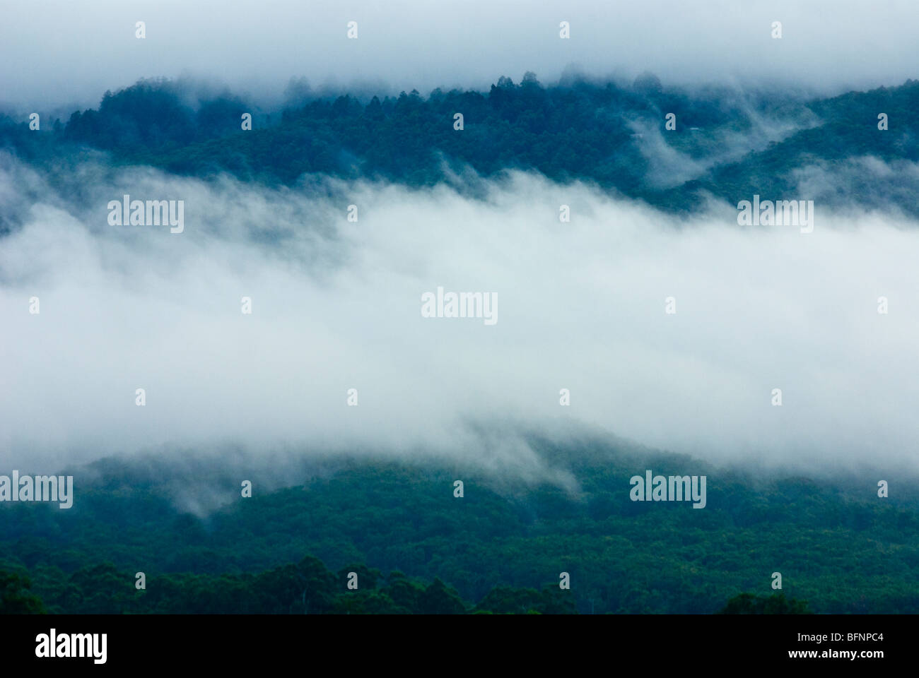 Dawn nuages descendre sur une Schlerophyl humide forêt et montagne de cendres. Banque D'Images