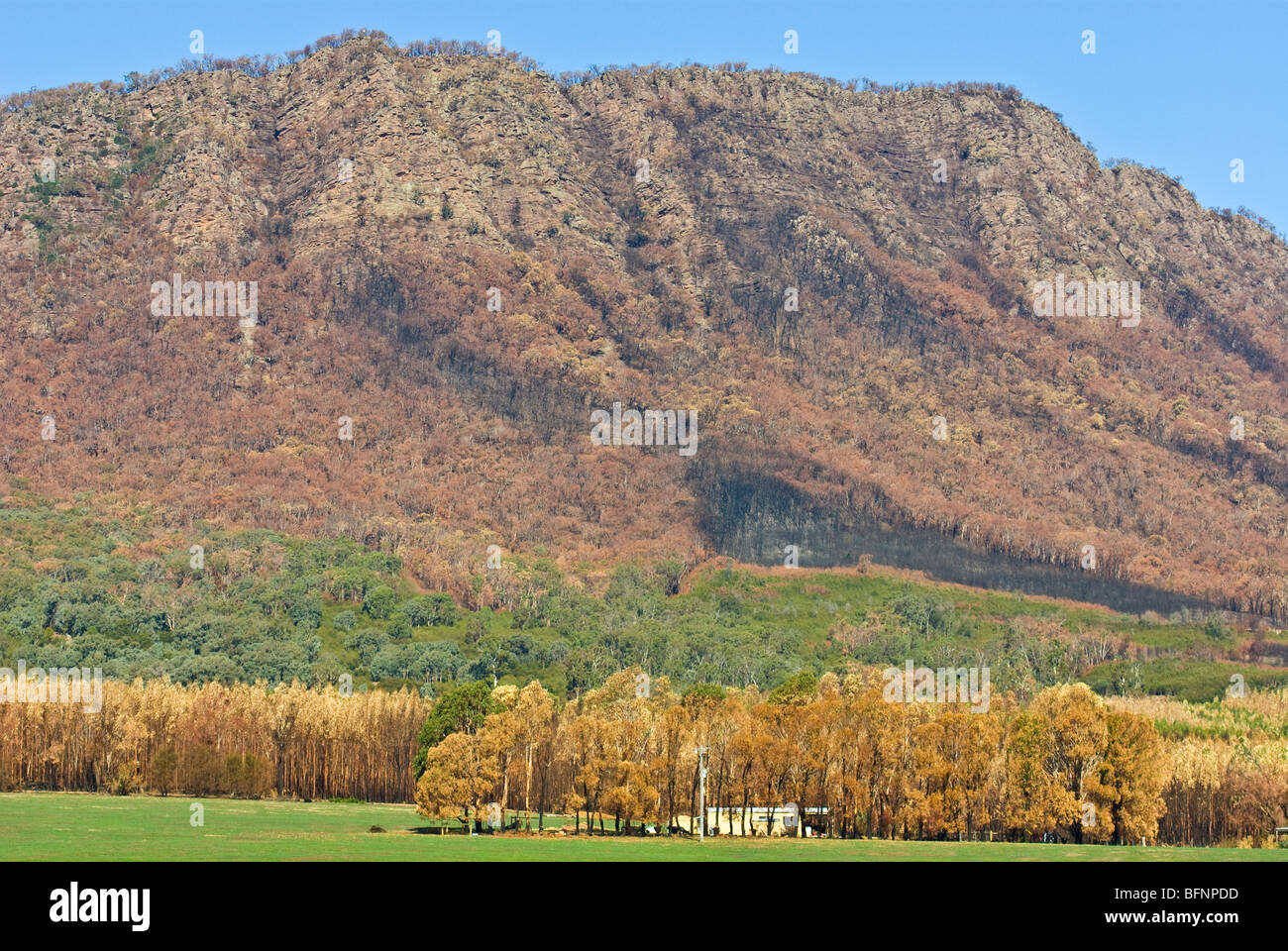 Les tons de terre d'ombre brûlée une forêt détruite par le feu près de terres agricoles. Banque D'Images