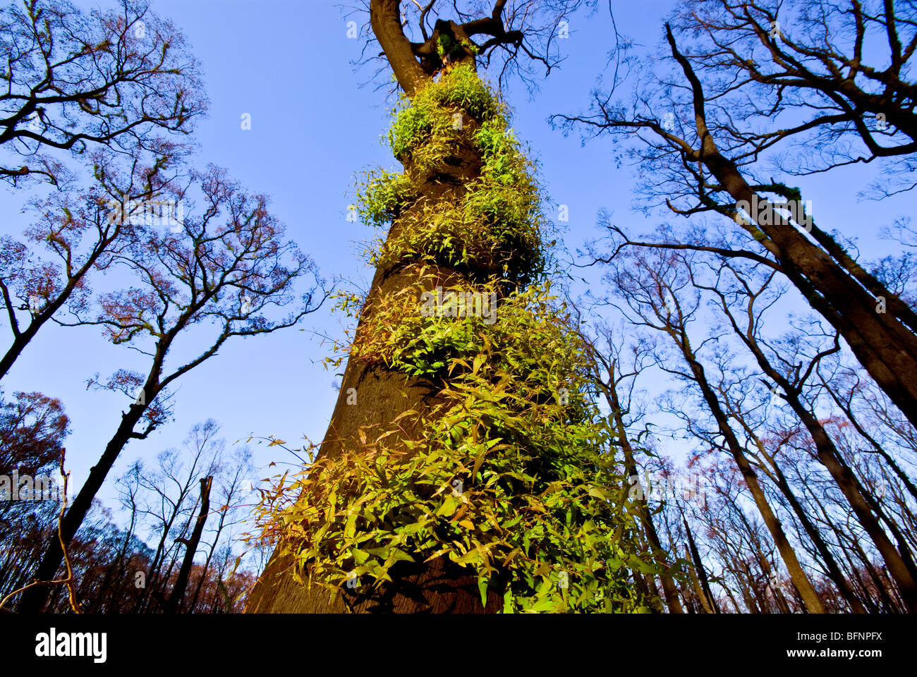 Feuilles vertes poussent sur eucalyptus lignotubers sur un tronc d'arbre brûlé. Banque D'Images