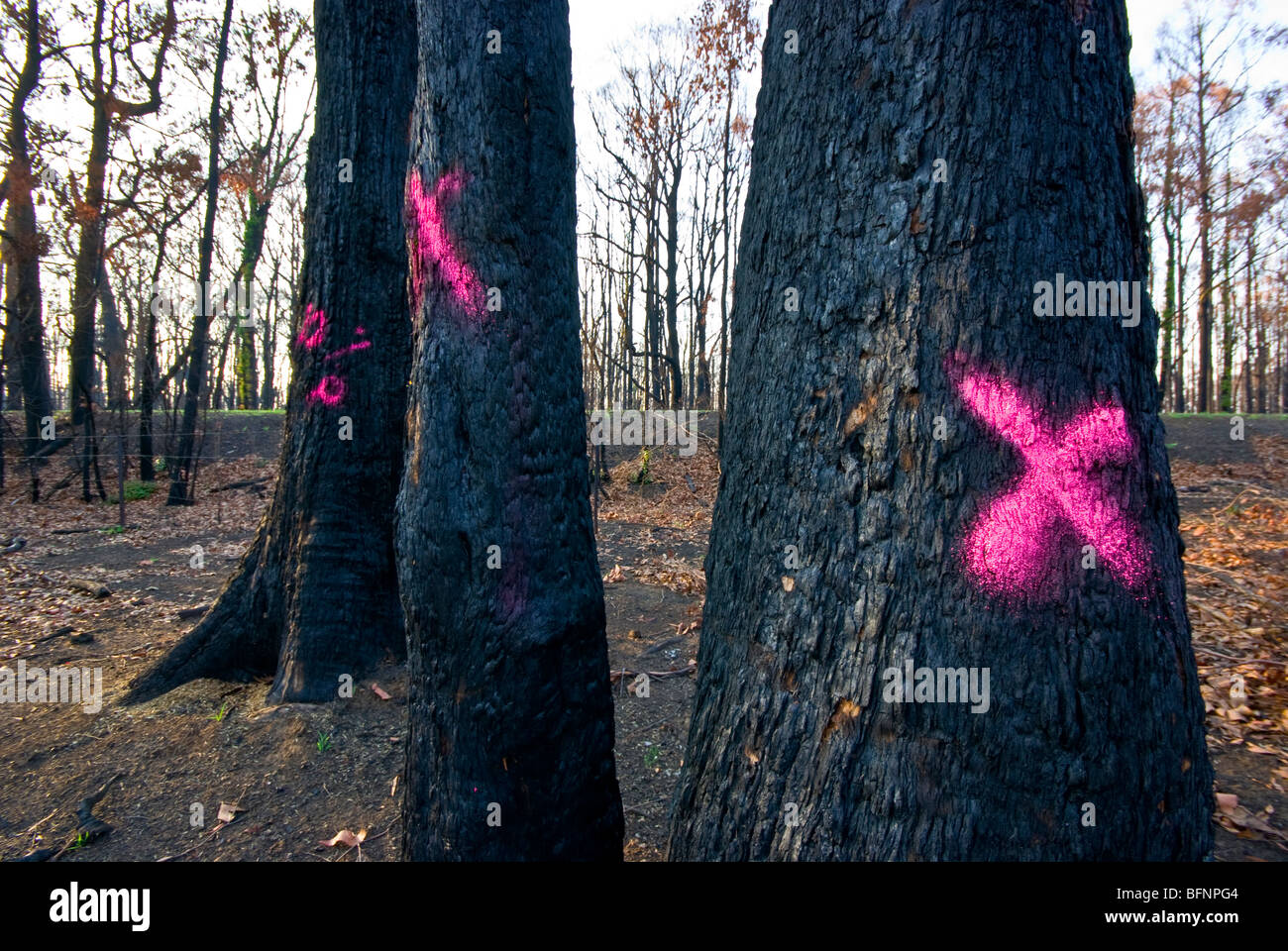 Les pompiers marquer le tronc des arbres qui ont besoin d'un incendie après l'abattage. Banque D'Images
