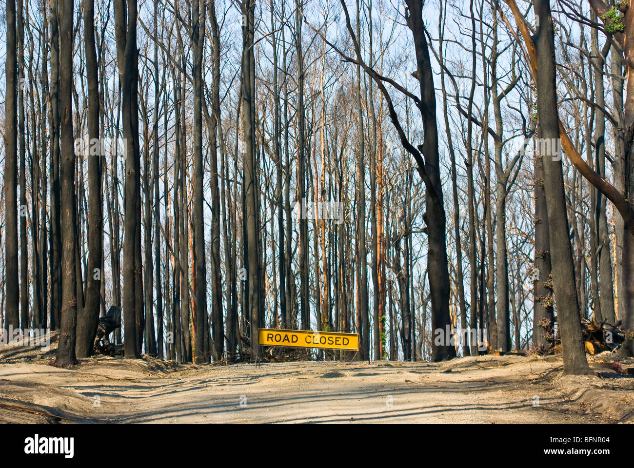 Un signe interdit l'accès à une route forestière à la suite d'un incendie dévastateur. Banque D'Images
