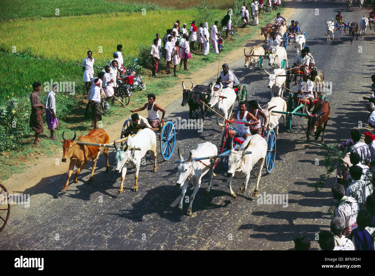 Course de voiturette de Bullock ; course de rekla ; madurai ; Tamil Nadu ; Inde Banque D'Images