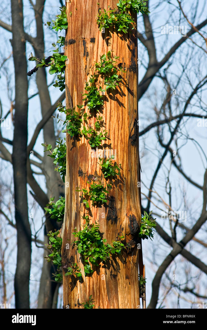 Feuilles vertes poussent sur eucalyptus lignotubers sur un tronc d'arbre brûlé. Banque D'Images
