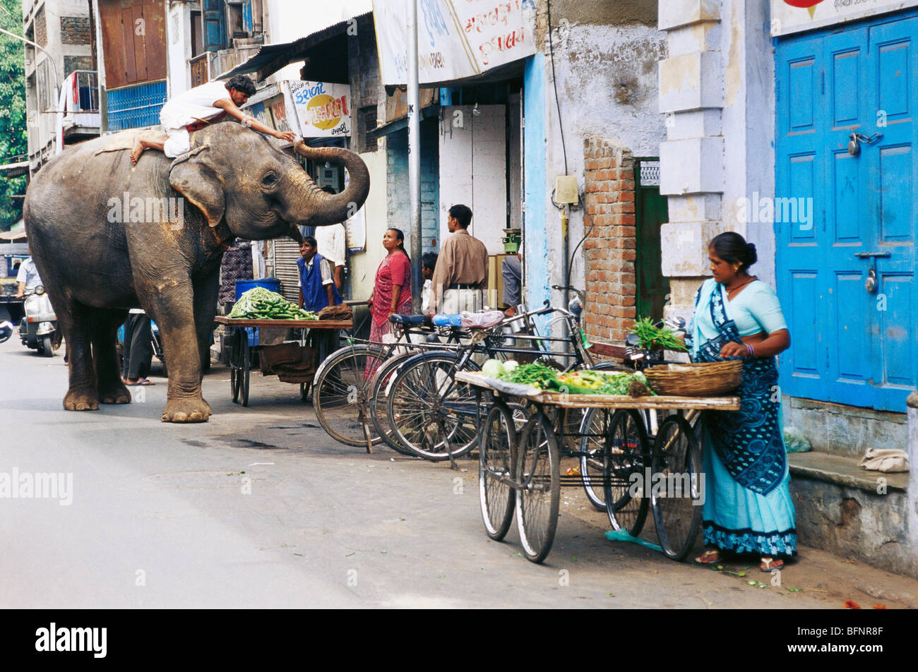 Éléphant mendiant collectant l'aumône dans la rue ; Ahmedabad ; Gujarat ; Inde ; asie Banque D'Images