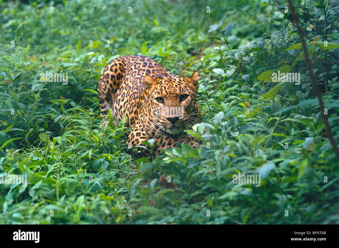 Proie à la recherche de léopard ; Parc national ; Borivali ; Bombay ; Mumbai ; Maharashtra ; Inde ; Asie Banque D'Images