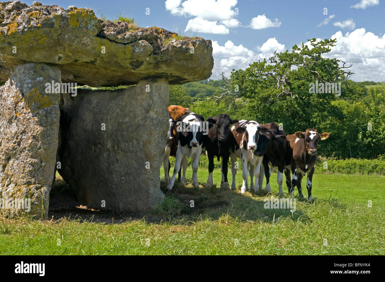 Les vaches curieux se cacher derrière l'ancienne chambre funéraire à St Lythans Galles Cardiff Banque D'Images