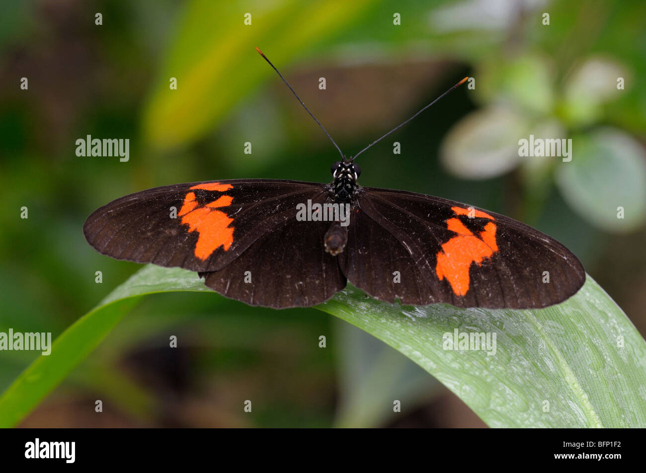 Postman Butterfly (Heliconius melpomene) sur une feuille. Banque D'Images