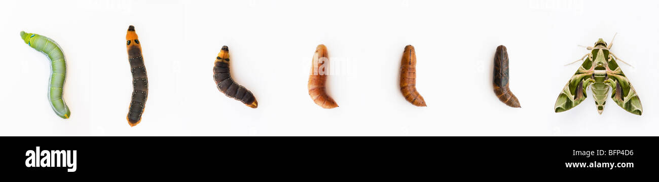 Daphnis nerii. Cycle de vie d'un papillon, d'oléandre hawk par Caterpillar pour la nymphose papillon de nuit. Sur fond blanc. Sequence Banque D'Images