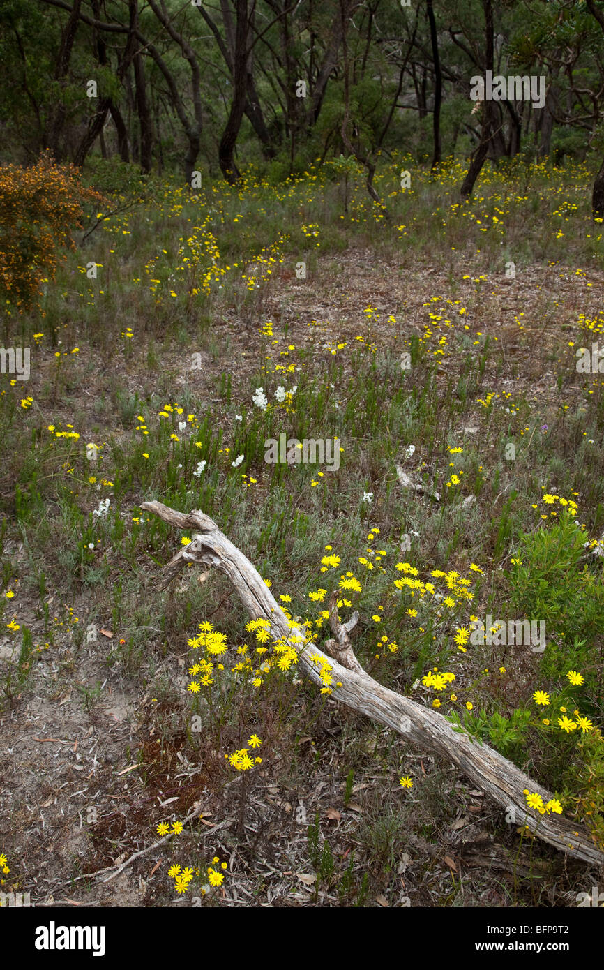 Fleurs sauvages, près de Walpole, l'ouest de l'Australie Banque D'Images