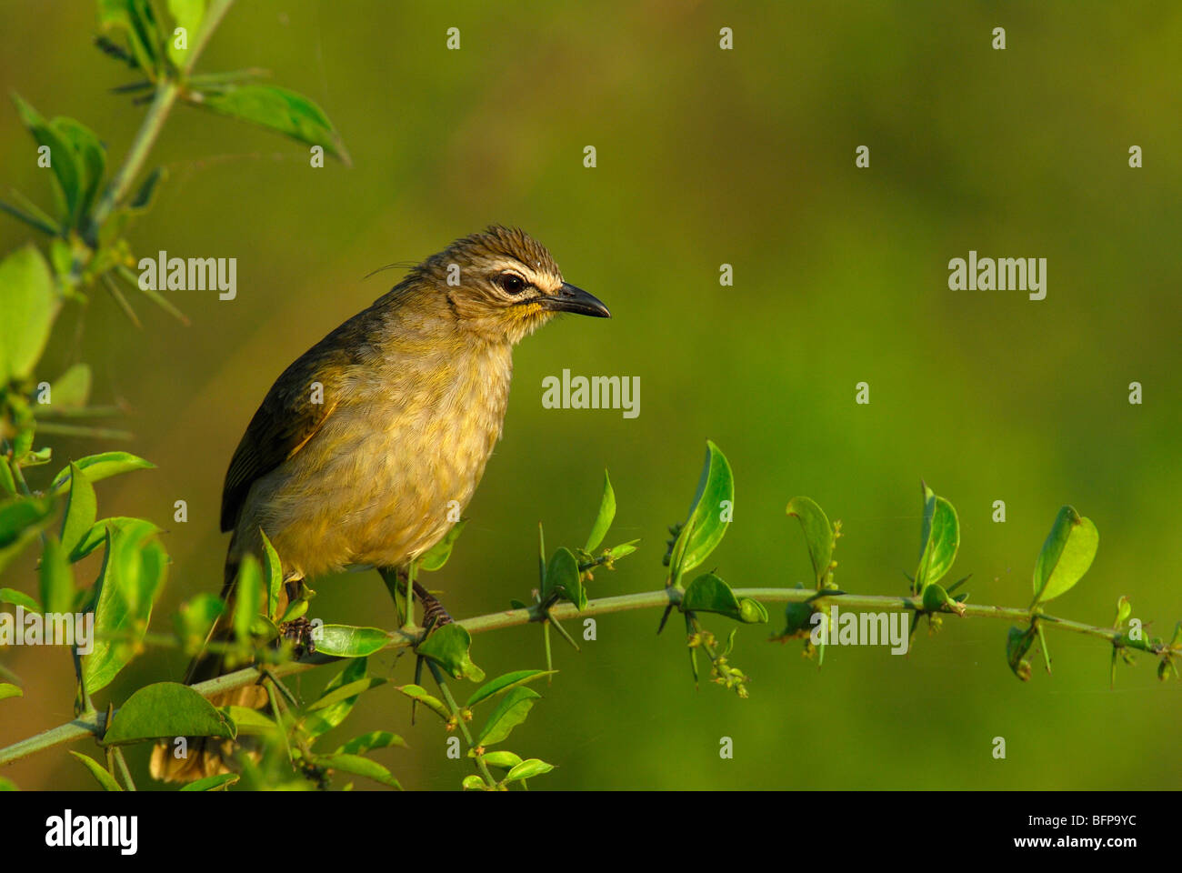 White-browed Bulbul Pycnonotus luteolus, Banque D'Images