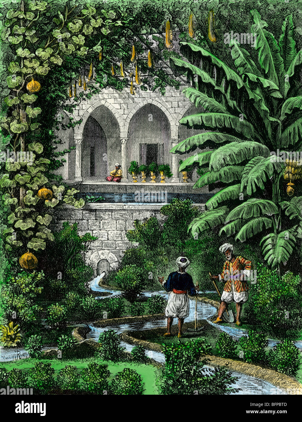 Les cucurbitacées cultivées comme une vigne dans un jardin, la Palestine arabe, 19e siècle. À la main, gravure sur bois Banque D'Images