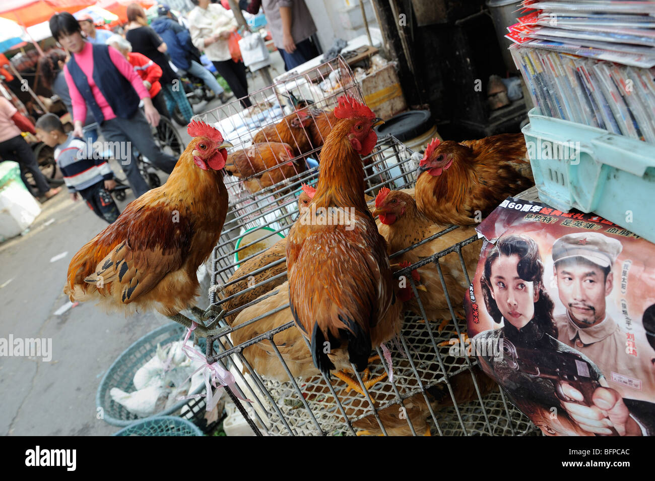 Les poulets vivants sont en vente au marché de Shanghai, Chine. 16-Oct-2009 Banque D'Images