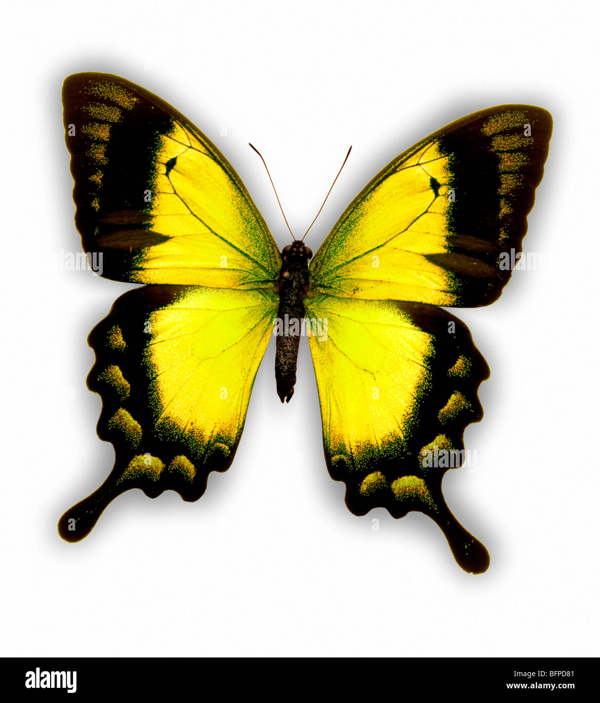 papillon Banque D'Images